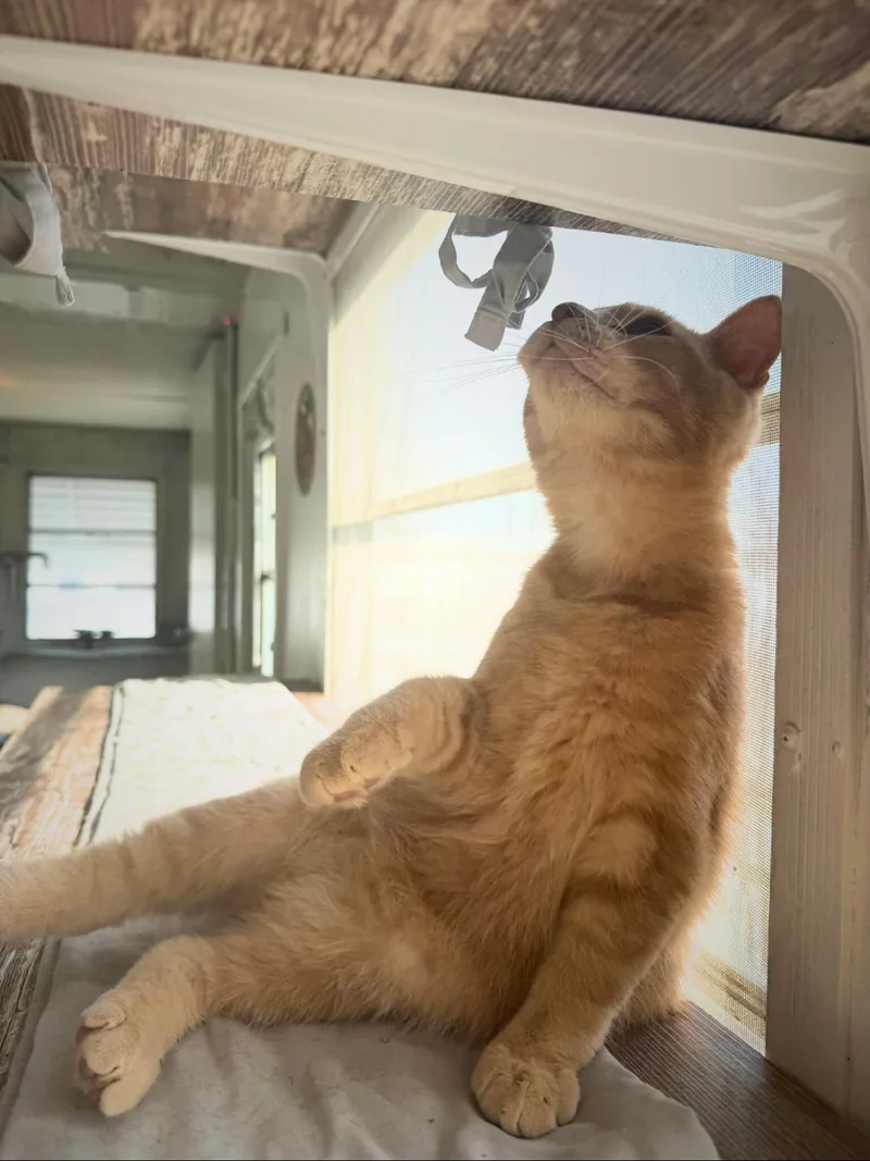 Cookie | Young | thumbnail 5