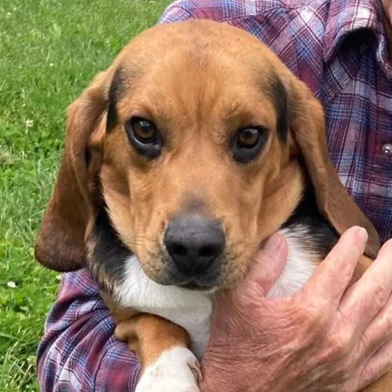 A young medium-sized male Beagle dog named Johnny for adoption in Valparaiso, IN