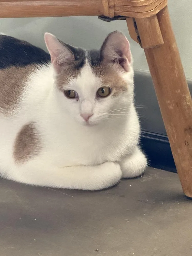 A baby small-sized female Domestic Short Hair cat named Judithmust go with a for adoption in Cary, NC