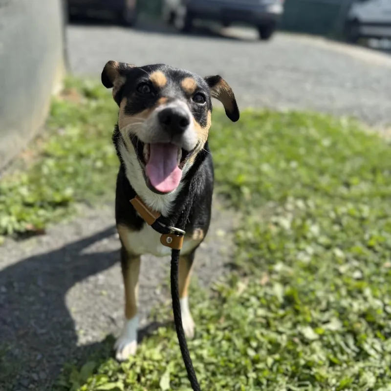 Bella