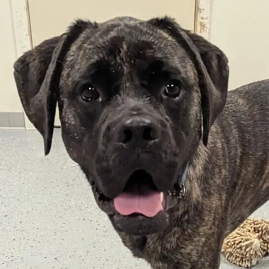An adult large-sized female Mastiff dog named Ryah for adoption in Yankton, SD