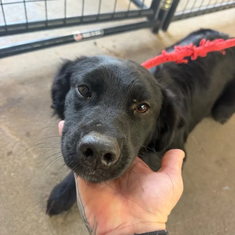 A young medium-sized male Black Border Collie dog named Berton for adoption in Birmingham, AL