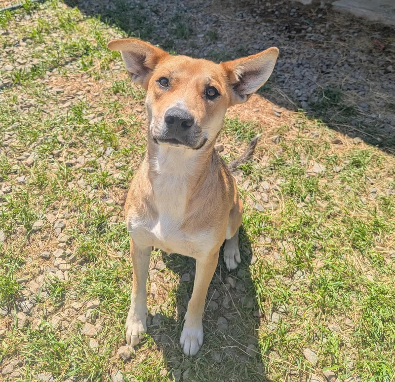 An adult medium-sized female Apricot / Beige German Shepherd Dog dog named Angel for adoption in Jackson, GA