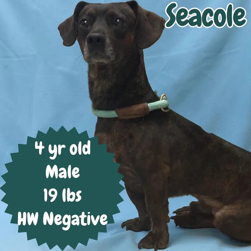 An adult medium-sized male Dachshund dog named Seacole for adoption in Sorrento, LA