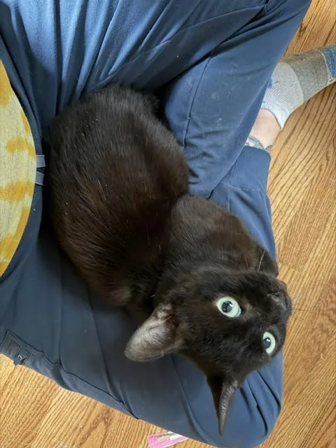 An adult medium-sized male Black Oriental Short Hair cat named Trooper for adoption in Philadelphia, PA