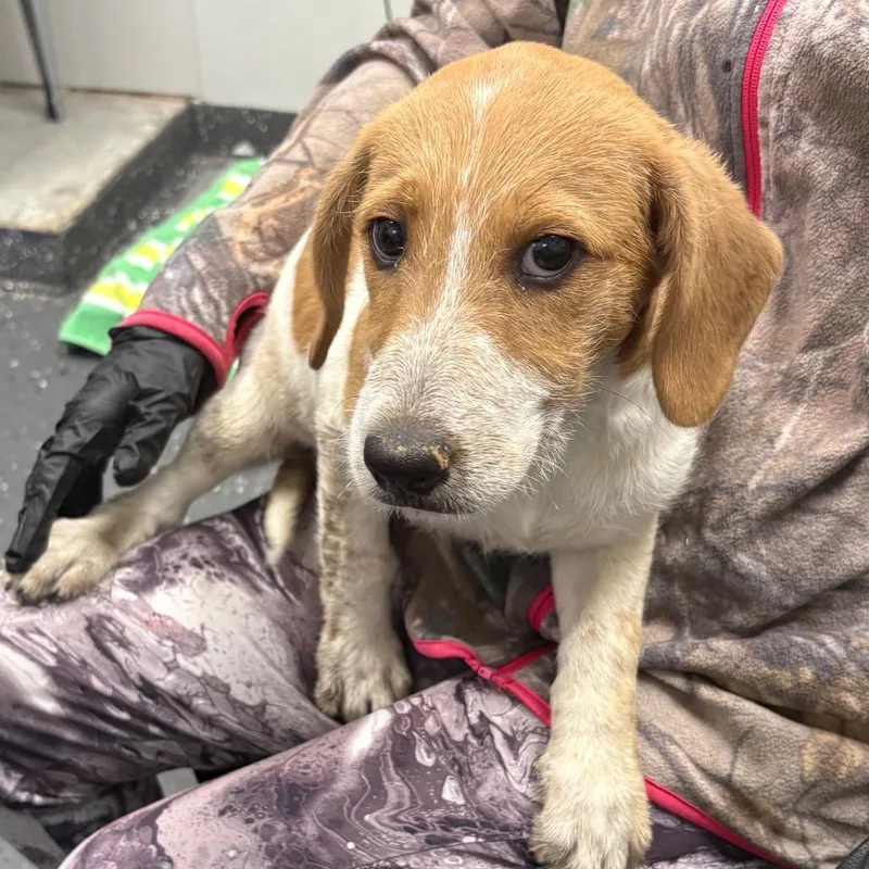 A baby medium-sized female White / Cream Mixed Breed dog named Lele for adoption in Columbiana, AL