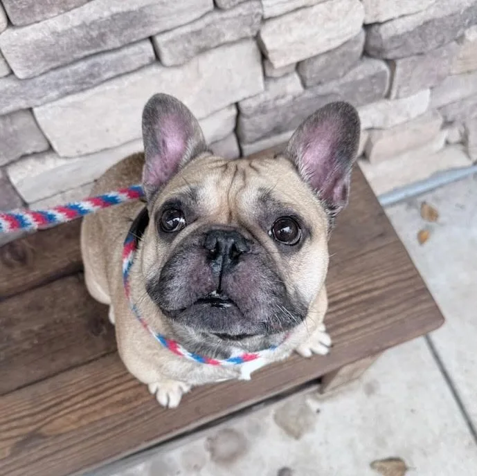 An adult small-sized male French Bulldog dog named Igor for adoption