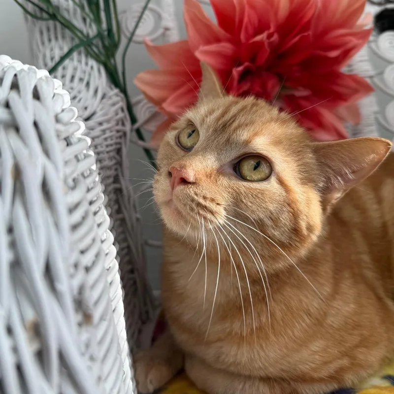 Milhouse Phoenix thumbnail 2