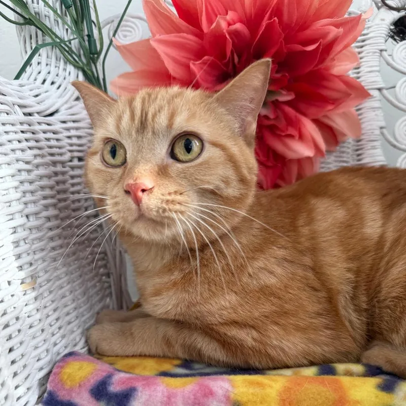 Milhouse Phoenix thumbnail 3