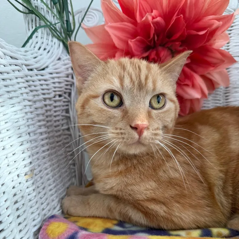 Milhouse Phoenix thumbnail 4