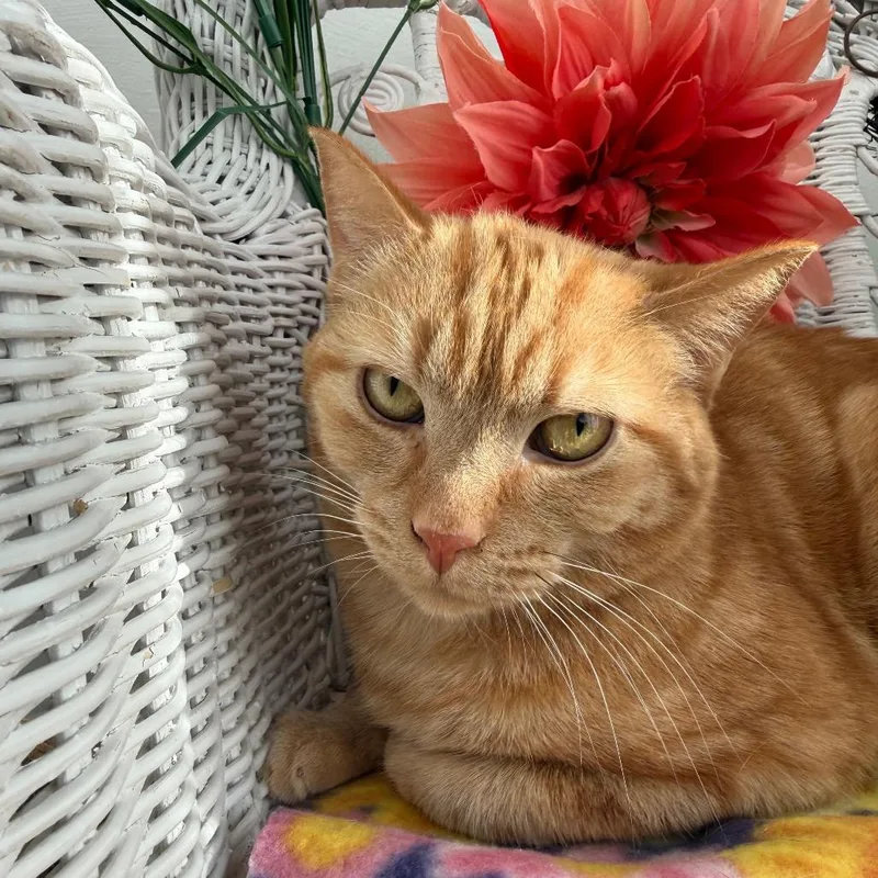 Milhouse Phoenix thumbnail 5