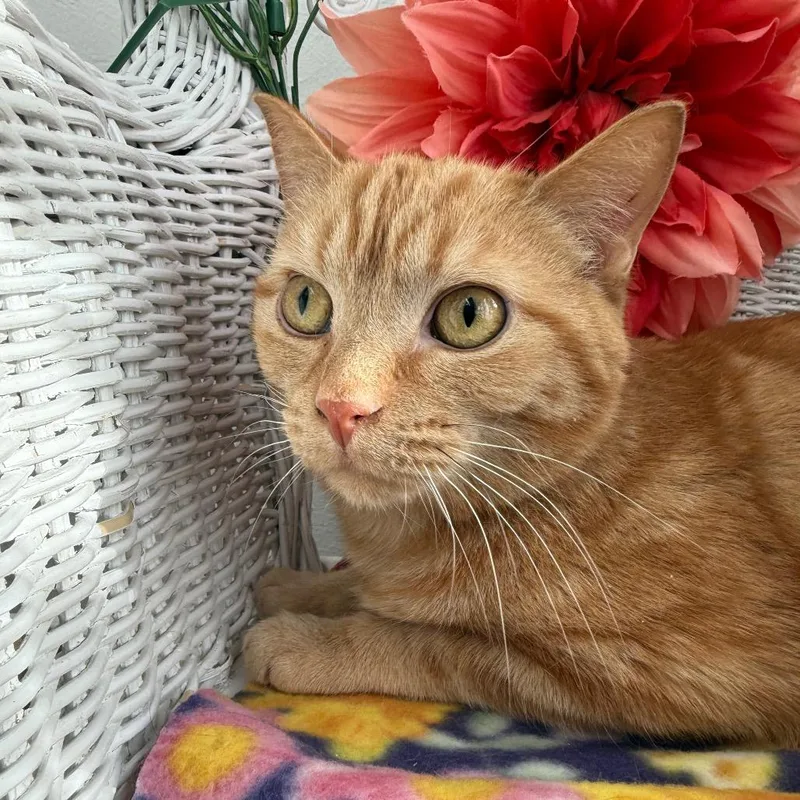 Milhouse Phoenix thumbnail 6