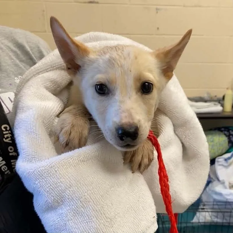 A baby medium-sized male Apricot / Beige Basenji dog named Ryder for adoption in Brentwood, TN