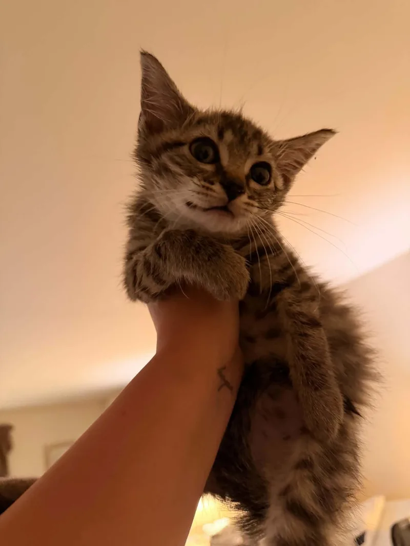 A baby medium-sized male Domestic Short Hair cat named Lou for adoption in Holbrook, NY