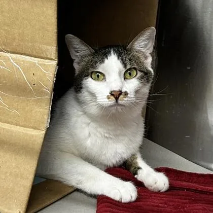 An adult small-sized female White Domestic Short Hair cat named Maple Syrup for adoption in Atlanta, GA