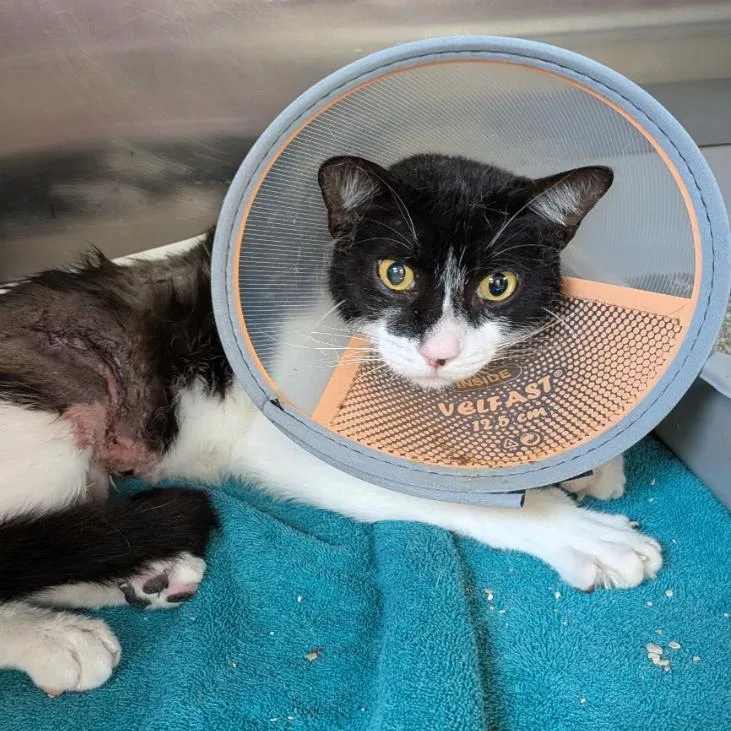 A young medium-sized male Black Domestic Short Hair cat named J.p. for adoption in Sarasota, FL