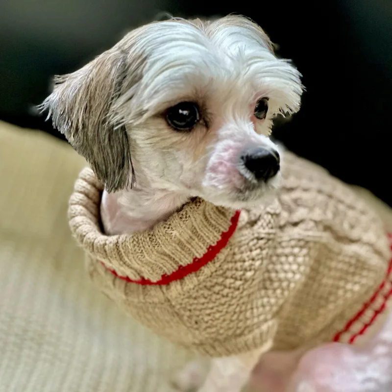 An adult small-sized male White / Cream Shih Tzu dog named Teddy for adoption in Columbia, MD