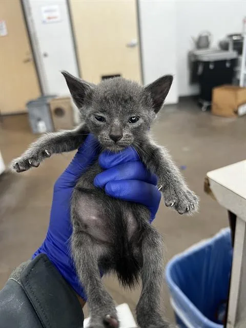 A baby medium-sized female Domestic Medium Hair cat named Skittles for adoption in Dallas, TX