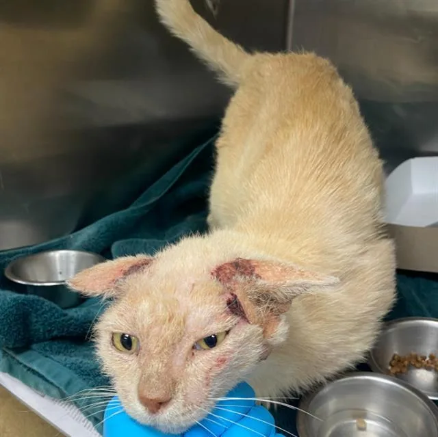 A young medium-sized male Domestic Medium Hair cat named Westleaf for adoption in San Antonio, TX