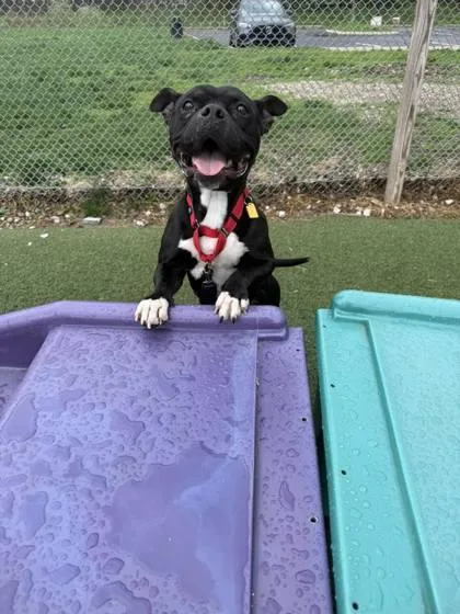 An adult medium-sized female Black Pit Bull Terrier dog named Twinkie for adoption in Cleveland, OH