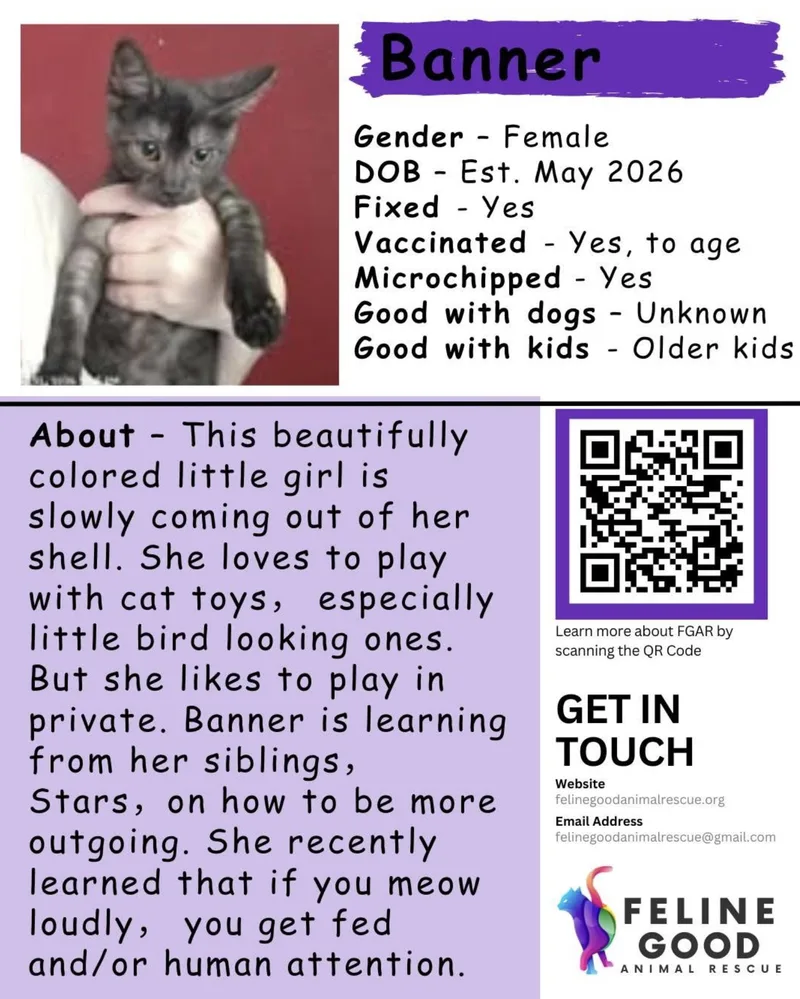A baby medium-sized female Black Domestic Short Hair cat named Banner for adoption in Eugene, OR