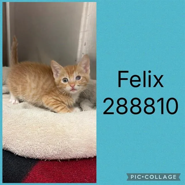 A baby small-sized male Domestic Short Hair cat named Felix for adoption in Macon, GA