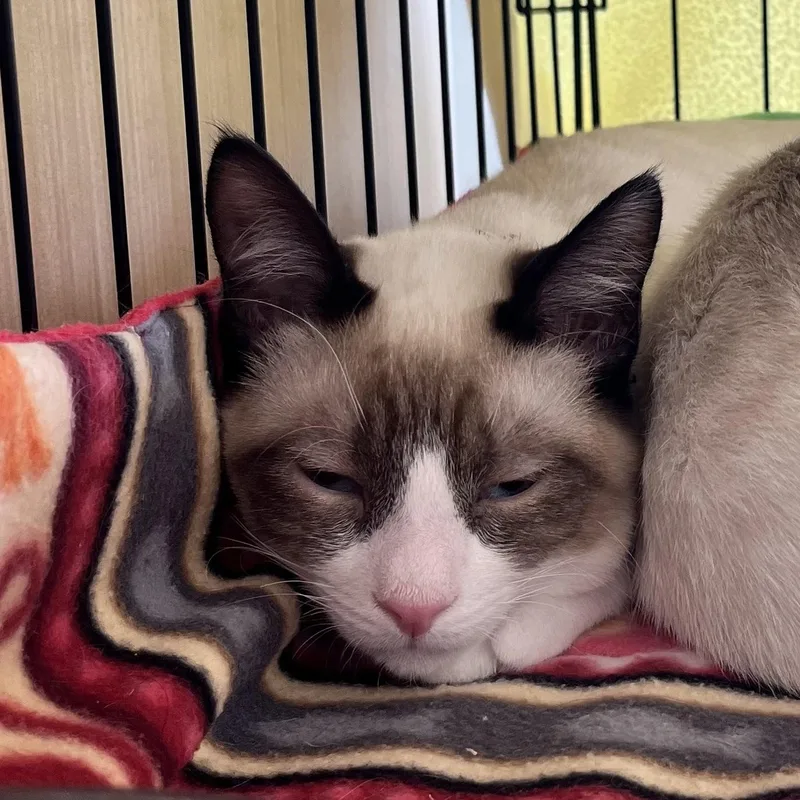 A young medium-sized male Snowshoe cat named Jasper B. for adoption in Sacramento, CA