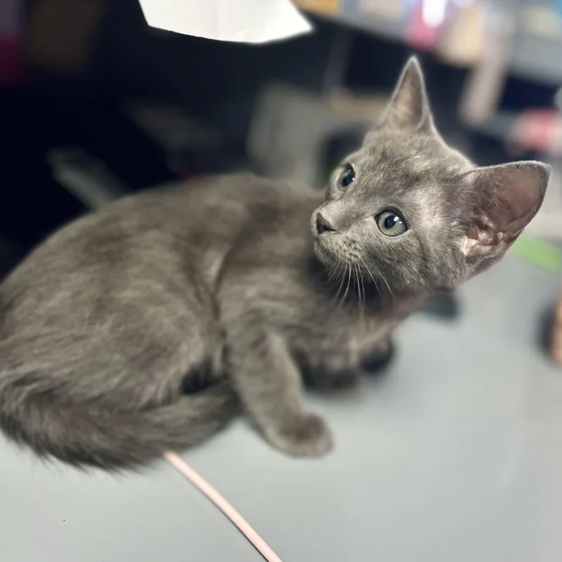A baby small-sized male Gray / Blue / Silver Domestic Short Hair cat named Dallas for adoption in Seguin, TX