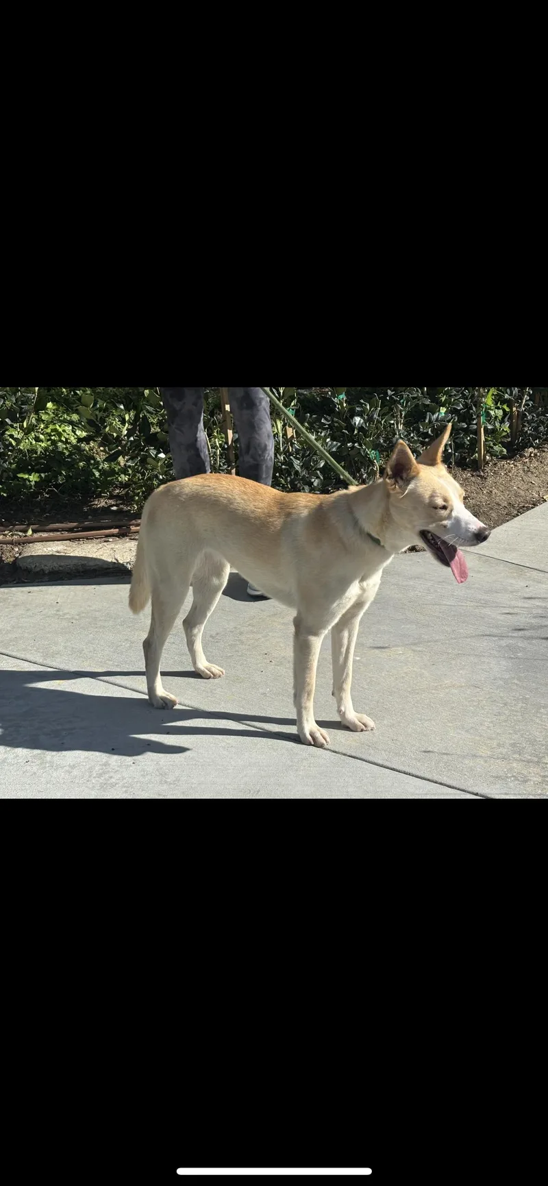 A young medium-sized female Apricot / Beige Husky dog named Autumn for adoption in Hamden, CT