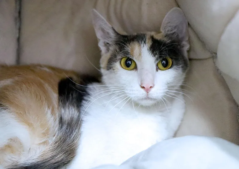 A young small-sized female Calico cat named Lexie for adoption in Kansas City, KS