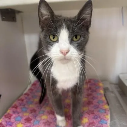 An adult medium-sized female Gray & White Domestic Short Hair cat named Wonder Woman for adoption in Phoenixville, PA
