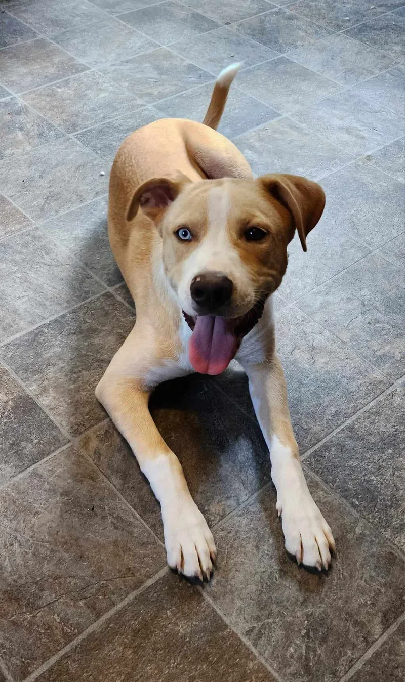 Sweet Boy Vinny thumbnail 2