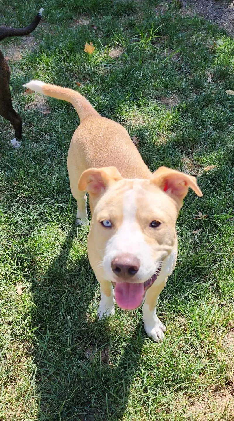 Sweet Boy Vinny thumbnail 3