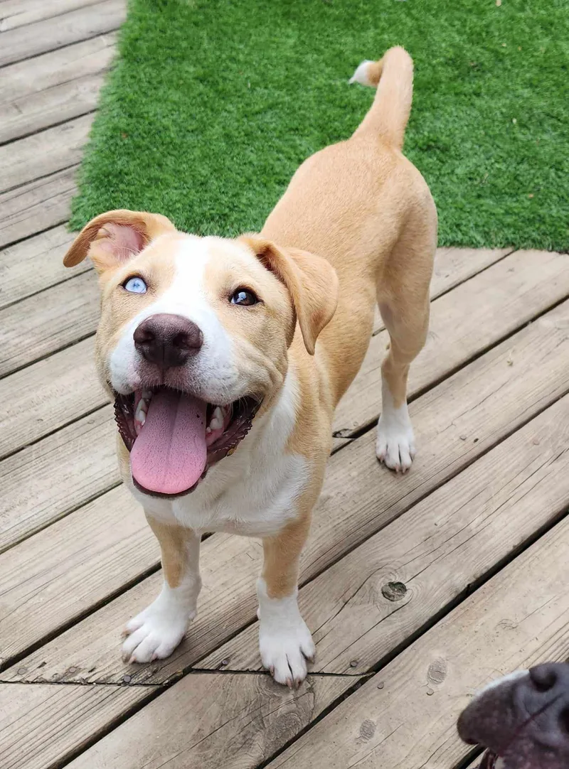 Sweet Boy Vinny thumbnail 4