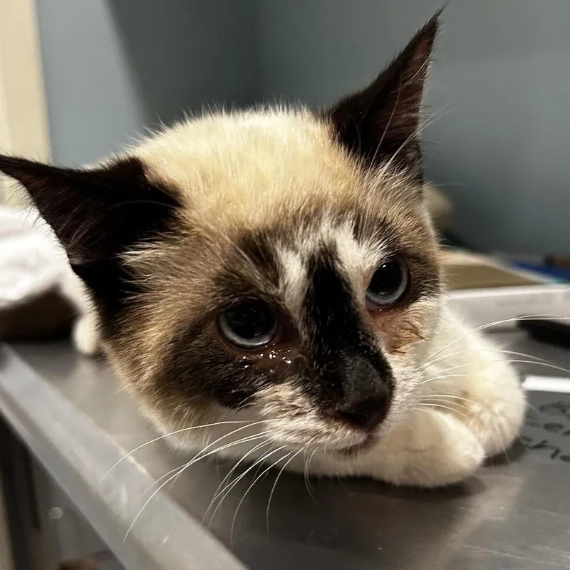 A baby small-sized male Cream / Ivory Domestic Short Hair cat named Pochacco for adoption in Chattanooga, TN