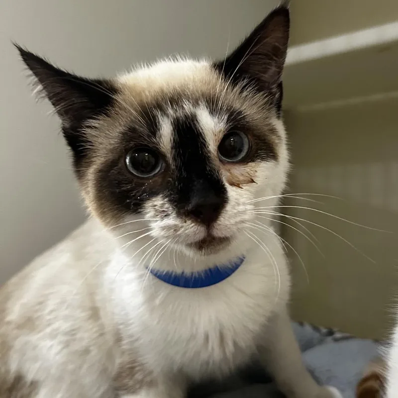 Pochacco thumbnail 2