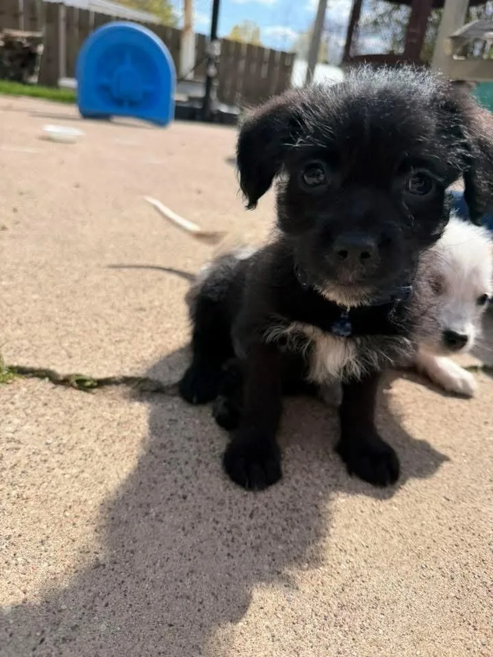 Tux