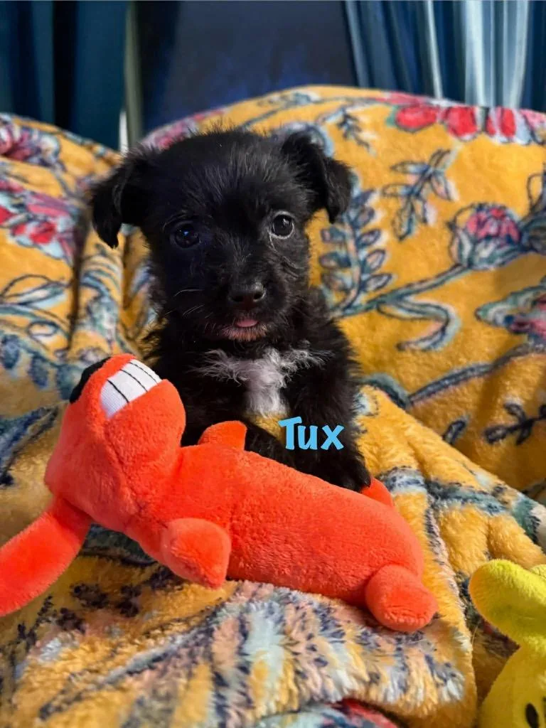 Tux thumbnail 6