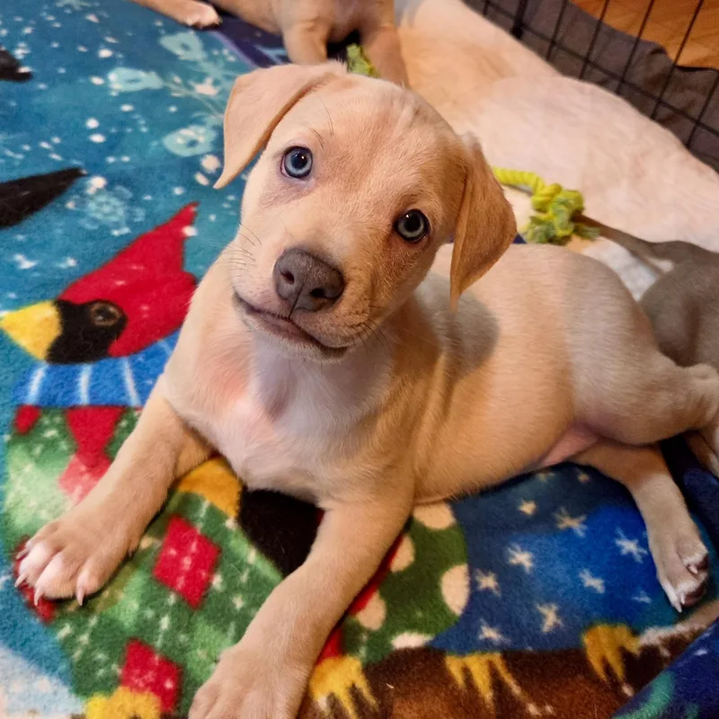 A baby medium-sized male Golden Labrador Retriever dog named Davis Bowie for adoption in Prior Lake, MN
