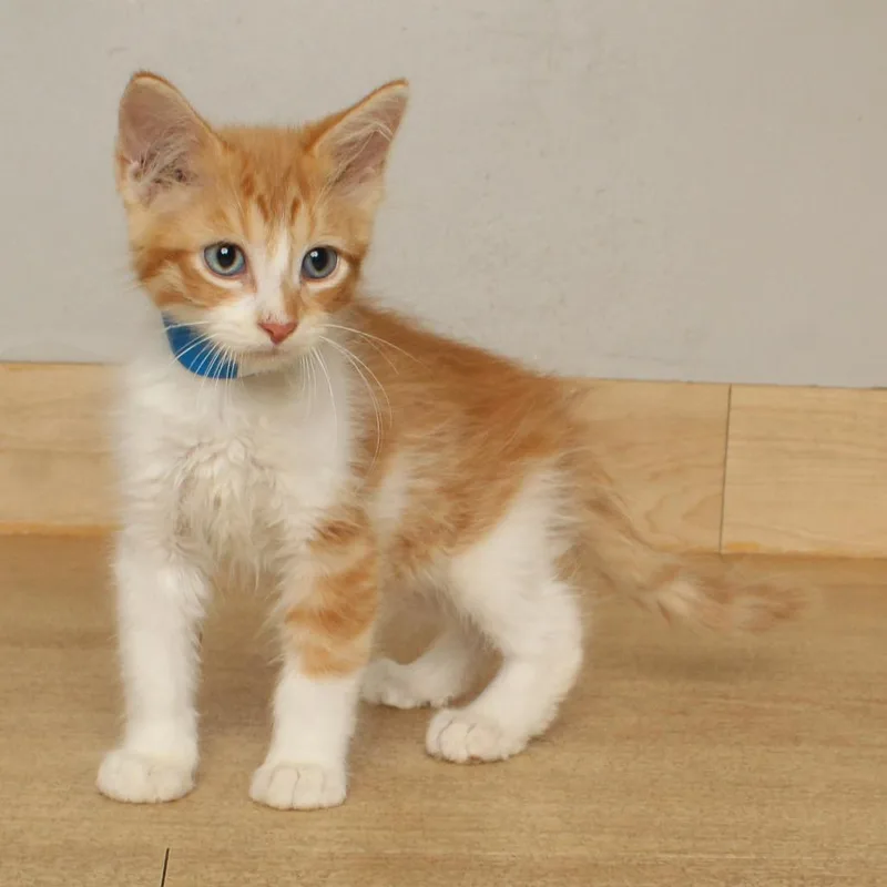 A baby small-sized male Orange / Red Domestic Short Hair cat named Butters C for adoption in Minnetonka, MN