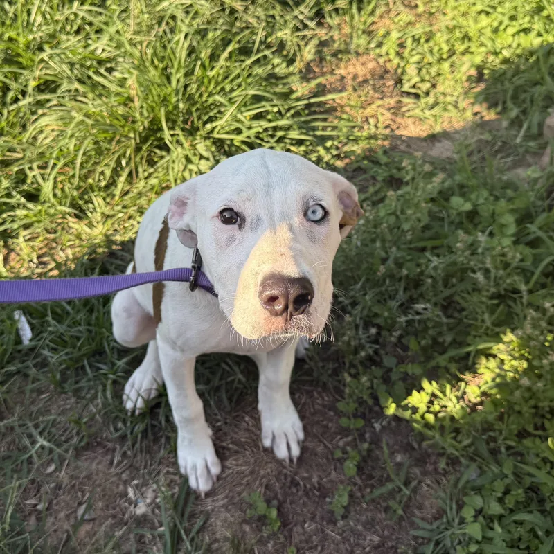 A baby medium-sized female Brown / Chocolate American Staffordshire Terrier dog named Iris for adoption in Spring, TX