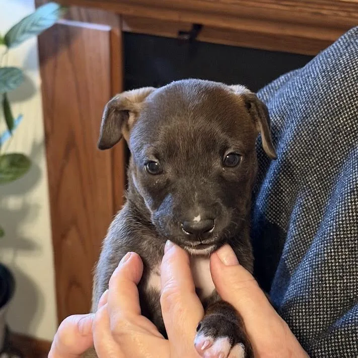 Brooklyn thumbnail 4