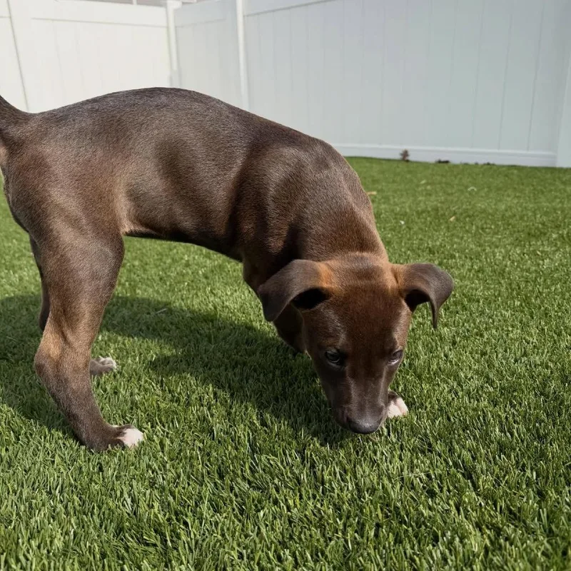 Brooklyn thumbnail 5