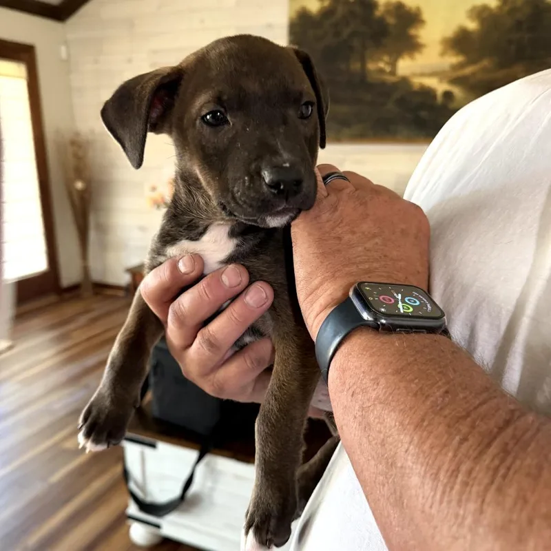 Brooklyn thumbnail 6