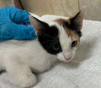 A baby small-sized female Domestic Short Hair cat named Georgia for adoption in Honolulu, HI