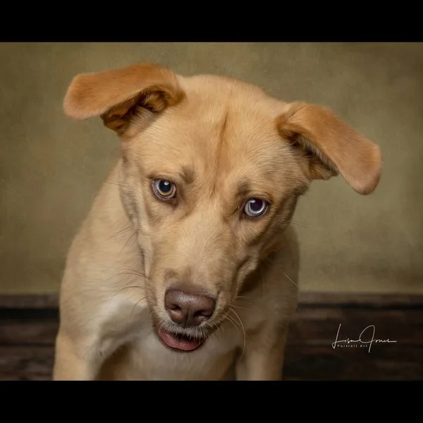 Buttercup thumbnail 2