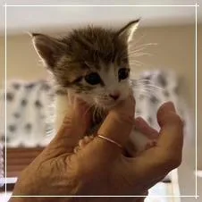 A baby small-sized female Gray / Blue / Silver Domestic Short Hair cat named F Spice for adoption in Arizona City, AZ