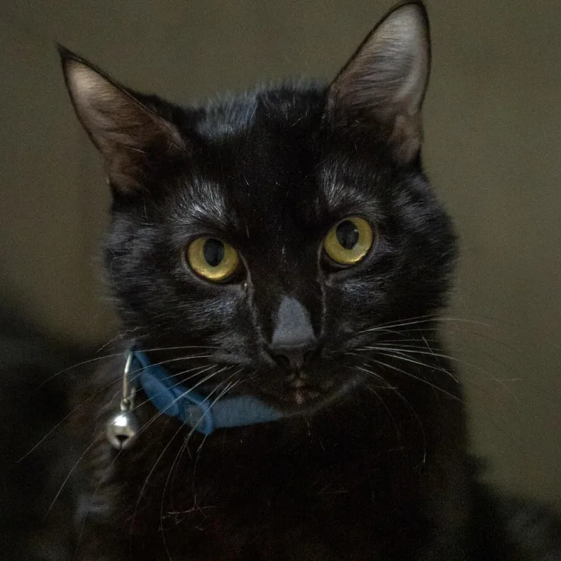 An adult medium-sized male Black Domestic Short Hair cat named Jose for adoption in Elizabeth City, NC