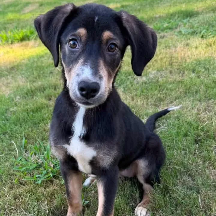 A baby large-sized female Tricolor (Brown, Black, & White) German Shorthaired Pointer dog named Meredith for adoption in Calera, AL