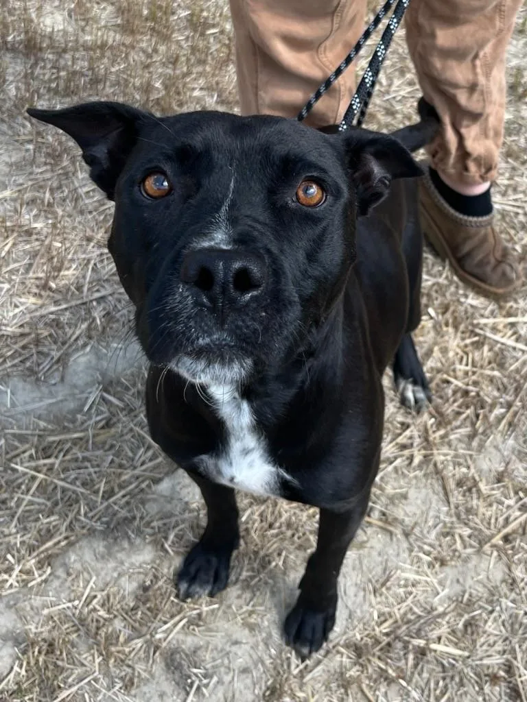 An adult medium-sized female Black American Bully dog named Lucy Wonderful Adult Girl for adoption in Charlottesville, VA